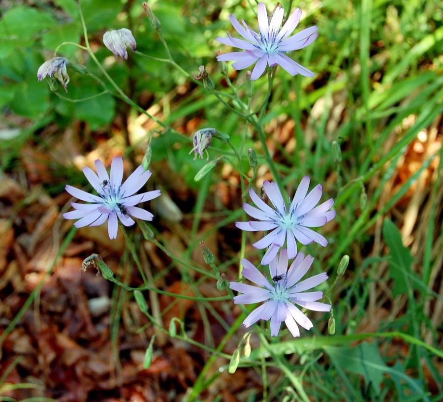 Fioriture magellensi